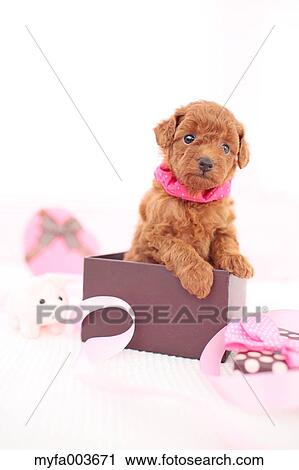 Pet Dog View Large Photo Image Stock Image - Pet Dog. Fotosearch