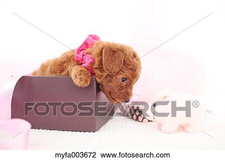 Pet Dog View Large Photo Image Stock Image - Pet Dog. Fotosearch