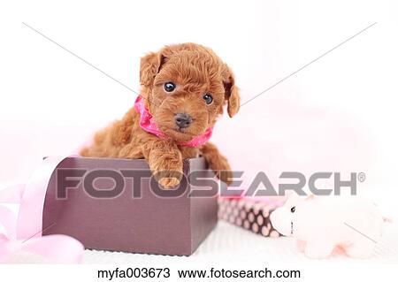 Pet Dog View Large Photo Image Stock Image - Pet Dog. Fotosearch