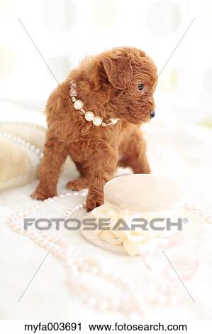 Stock Image - Pet Dog. Fotosearch