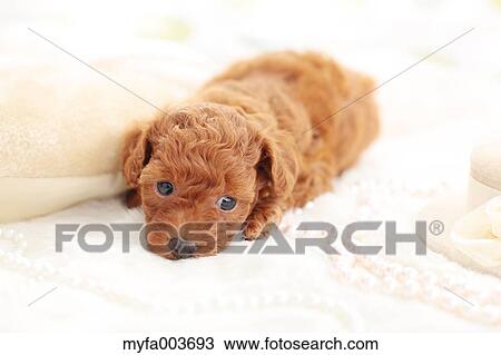 Pet Dog View Large Photo Image Stock Image - Pet Dog. Fotosearch