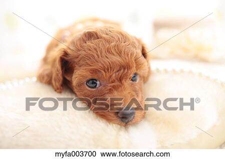 Pet Dog View Large Photo Image Stock Image - Pet Dog. Fotosearch