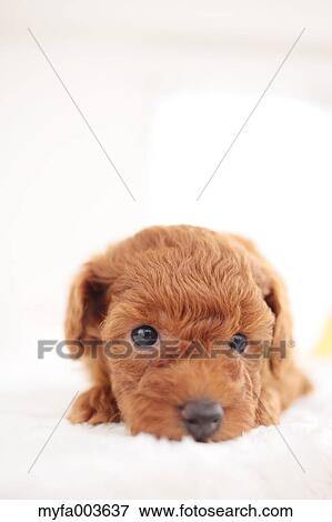 Stock Photo - Pet Dog. Fotosearch