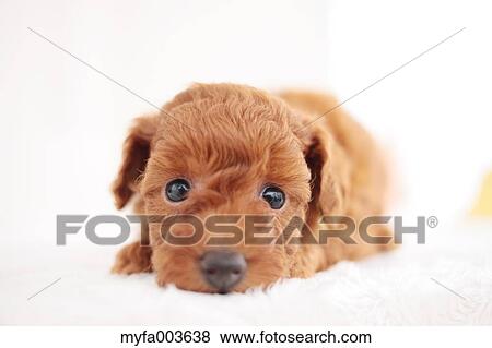 Pet Dog View Large Photo Image Stock Photo - Pet Dog. Fotosearch