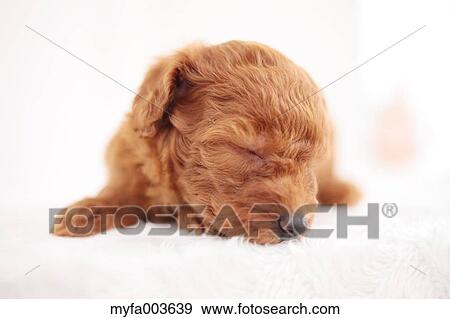 Pet Dog View Large Photo Image Stock Photo - Pet Dog. Fotosearch