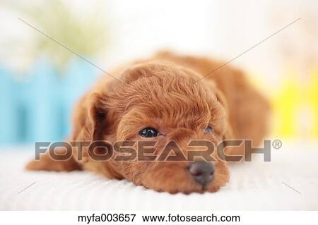 Pet Dog View Large Photo Image Stock Photo - Pet Dog. Fotosearch