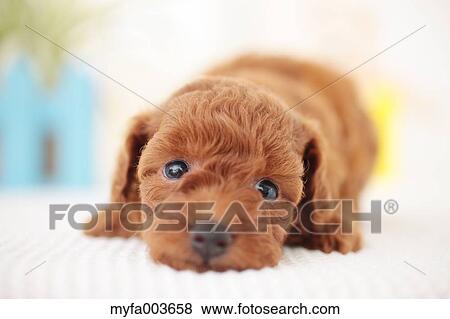 Pet Dog View Large Photo Image Stock Photo - Pet Dog. Fotosearch