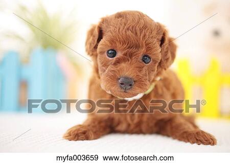 Pet Dog View Large Photo Image Stock Photo - Pet Dog. Fotosearch