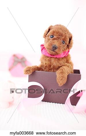 Stock Photo - Pet Dog. Fotosearch