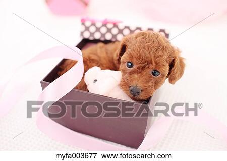 Pet Dog View Large Photo Image Stock Photo - Pet Dog. Fotosearch
