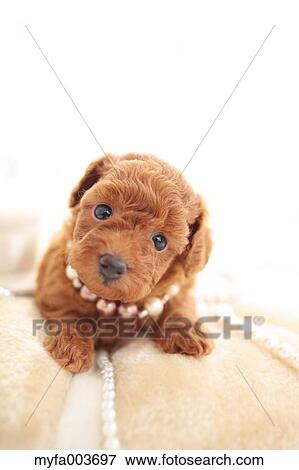 Pet Dog View Large Photo Image Stock Photo - Pet Dog. Fotosearch