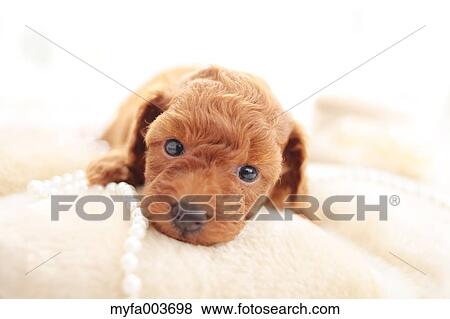 Pet Dog View Large Photo Image Stock Photo - Pet Dog. Fotosearch