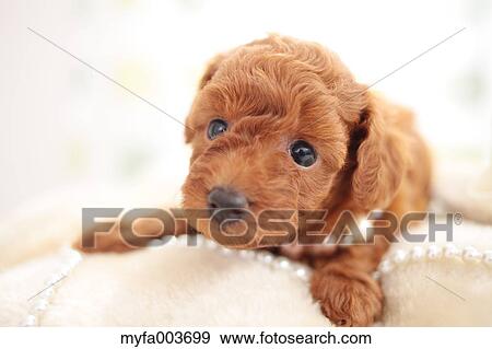 Stock Photo - Pet Dog. Fotosearch