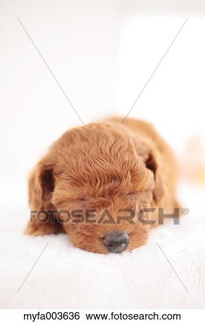 Stock Photograph - Pet Dog. Fotosearch