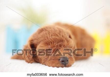 Pet Dog View Large Photo Image Stock Photograph - Pet Dog. Fotosearch