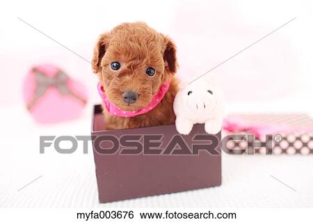 Pet Dog View Large Photo Image Stock Photograph - Pet Dog. Fotosearch