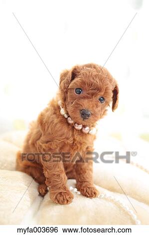 Pet Dog View Large Photo Image Stock Photograph - Pet Dog. Fotosearch