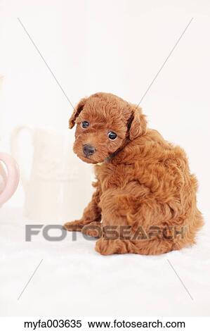 Stock Photography - Pet Dog. Fotosearch
