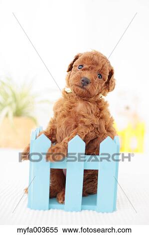 Pet Dog View Large Photo Image Stock Photography - Pet Dog. Fotosearch
