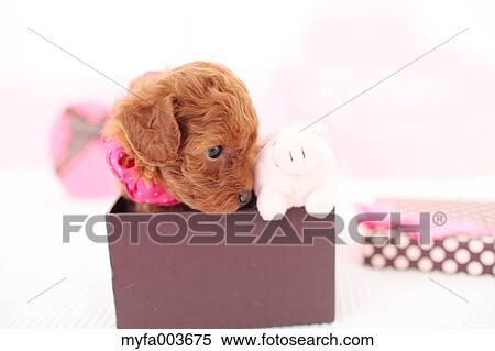 Pet Dog View Large Photo Image Stock Photography - Pet Dog. Fotosearch