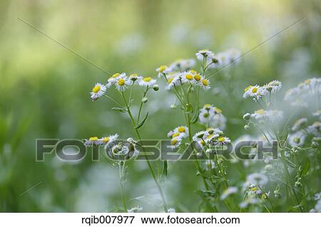 Stock Photo - Philadelphia Fleabane. Fotosearch