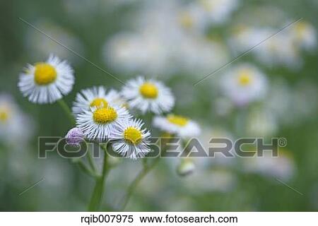 Philadelphia Fleabane View Large Photo Image Stock Photography - Philadelphia Fleabane. Fotosearch