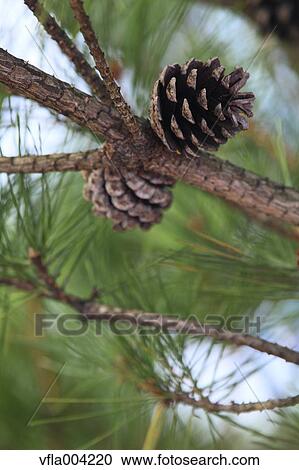 Pine cones View Large Photo Image Stock Image - Pine cones. Fotosearch