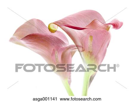 Pink flowers View Large Photo Image Stock Image - Pink flowers. Fotosearch