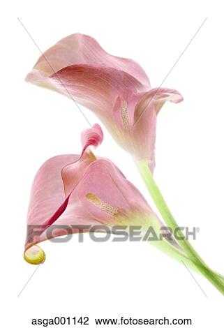 Pink flowers View Large Photo Image Stock Image - Pink flowers. Fotosearch
