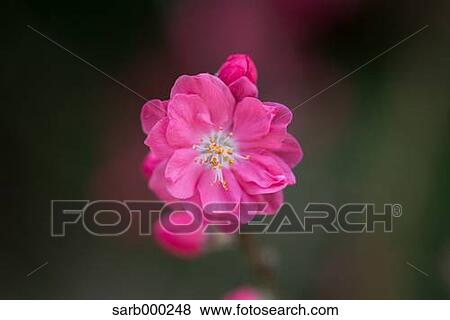 Plum blossom View Large Photo Image Stock Photo - Plum blossom. Fotosearch