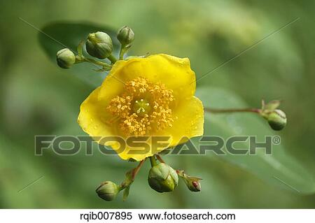 Plum blossom View Large Photo Image Stock Photography - Plum blossom. Fotosearch