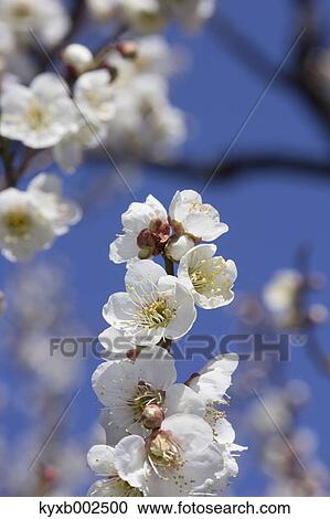 Plum Blossoms View Large Photo Image Stock Image - Plum Blossoms. Fotosearch