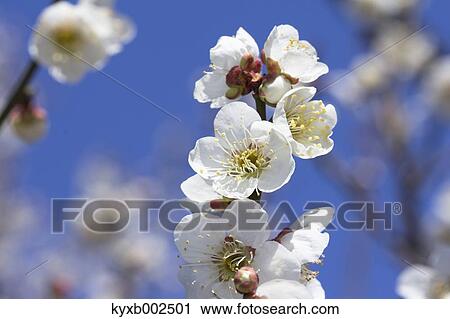 Plum Blossoms View Large Photo Image Stock Image - Plum Blossoms. Fotosearch