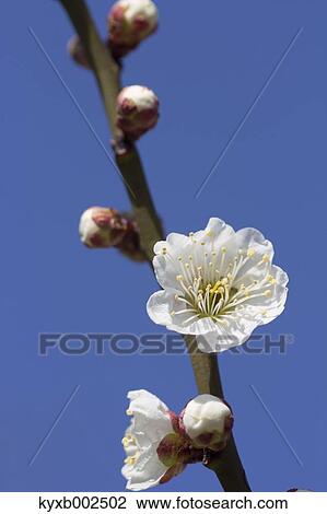 Plum Blossoms View Large Photo Image Stock Image - Plum Blossoms. Fotosearch