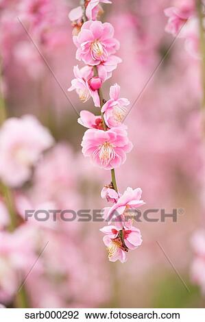 Plum blossoms View Large Photo Image Stock Image - Plum blossoms. Fotosearch