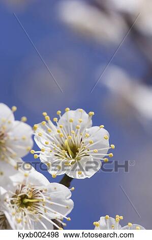 Plum Blossoms View Large Photo Image Stock Photo - Plum Blossoms. Fotosearch