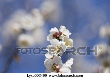 Stock Photo - Plum Blossoms. Fotosearch