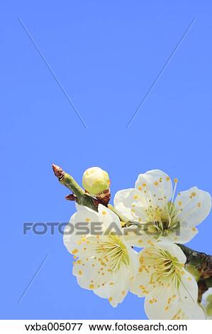 Plum Blossoms View Large Photo Image Stock Photo - Plum Blossoms. Fotosearch