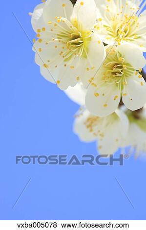 Plum Blossoms View Large Photo Image Stock Photo - Plum Blossoms. Fotosearch