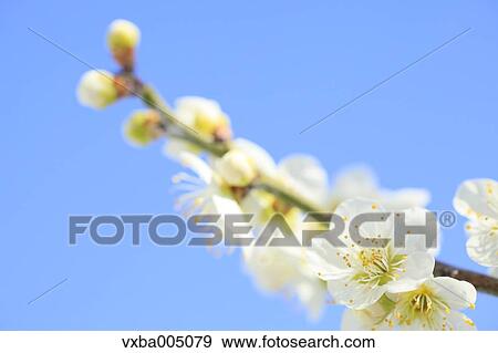 Stock Photo - Plum Blossoms. Fotosearch