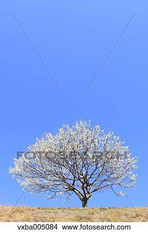 Plum Tree View Large Photo Image Picture - Plum Tree. Fotosearch