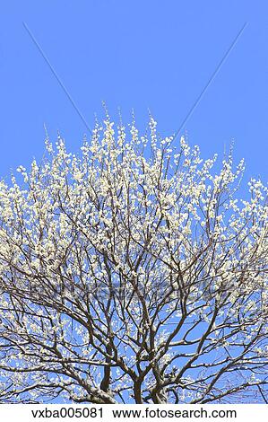 Plum Tree View Large Photo Image Stock Image - Plum Tree. Fotosearch