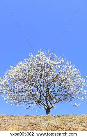 Plum Tree View Large Photo Image Stock Image - Plum Tree. Fotosearch