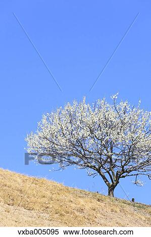 Plum Tree View Large Photo Image Stock Photography - Plum Tree. Fotosearch