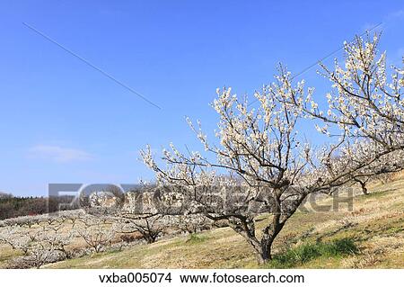Plum Trees View Large Photo Image Picture - Plum Trees. Fotosearch