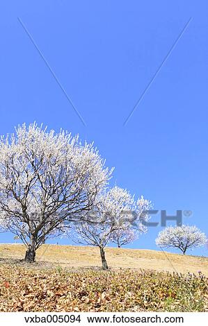 Plum Trees View Large Photo Image Picture - Plum Trees. Fotosearch