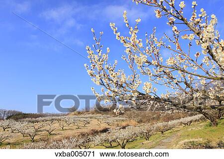 Stock Image - Plum Trees. Fotosearch