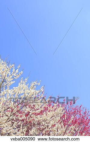Plum Trees View Large Photo Image Stock Image - Plum Trees. Fotosearch