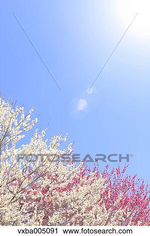Plum Trees View Large Photo Image Stock Image - Plum Trees. Fotosearch