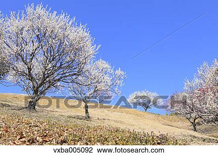 Plum Trees View Large Photo Image Stock Image - Plum Trees. Fotosearch